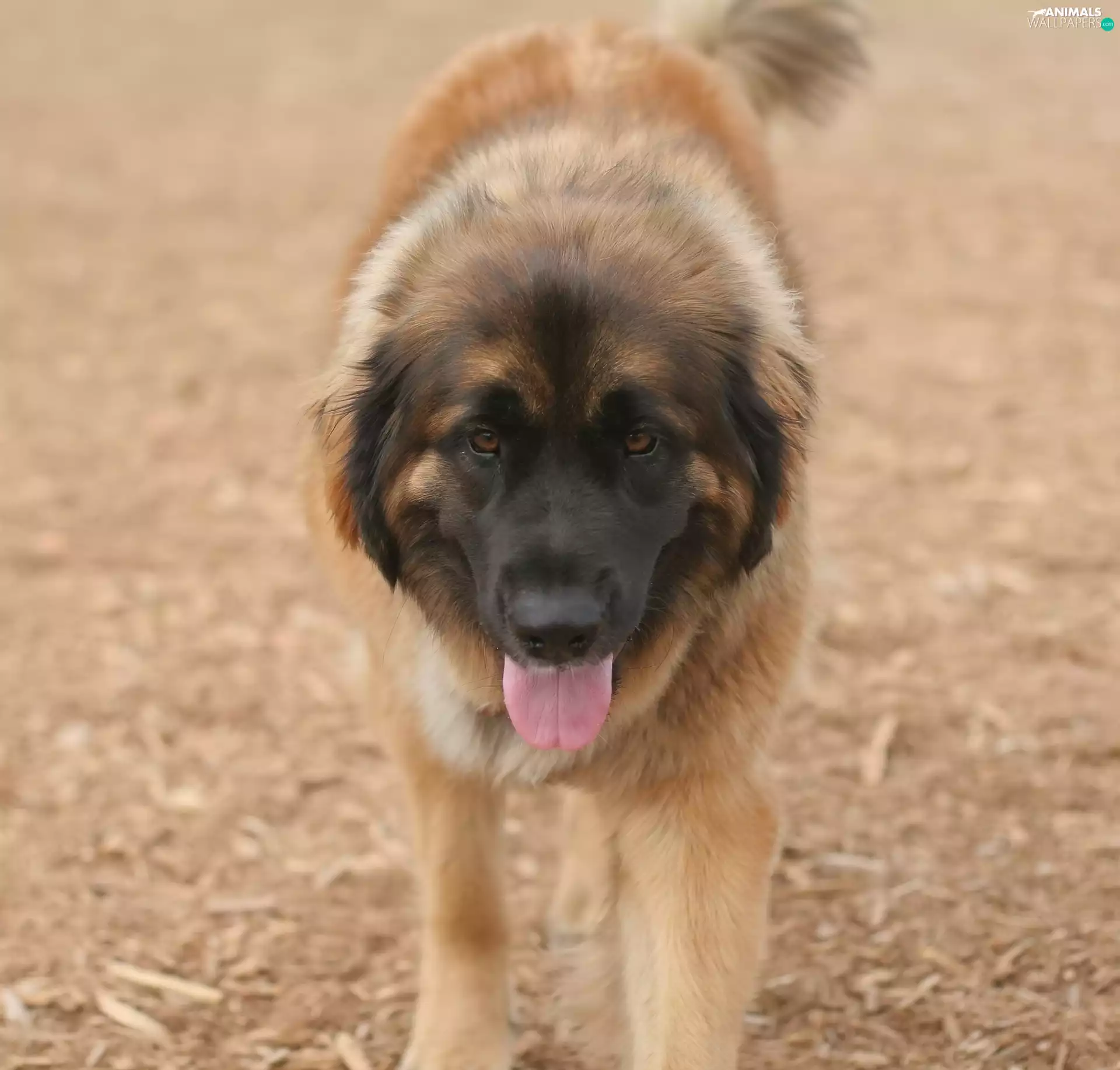 Leonbergera, honeyed, mouth