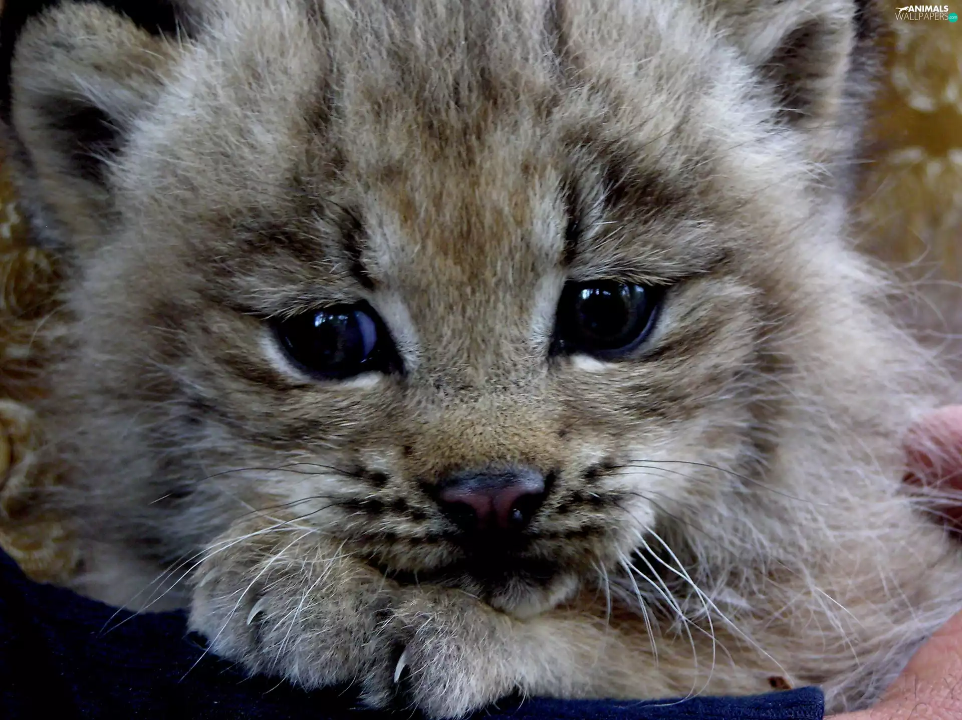 snow leopard, Blue, Eyes, Head