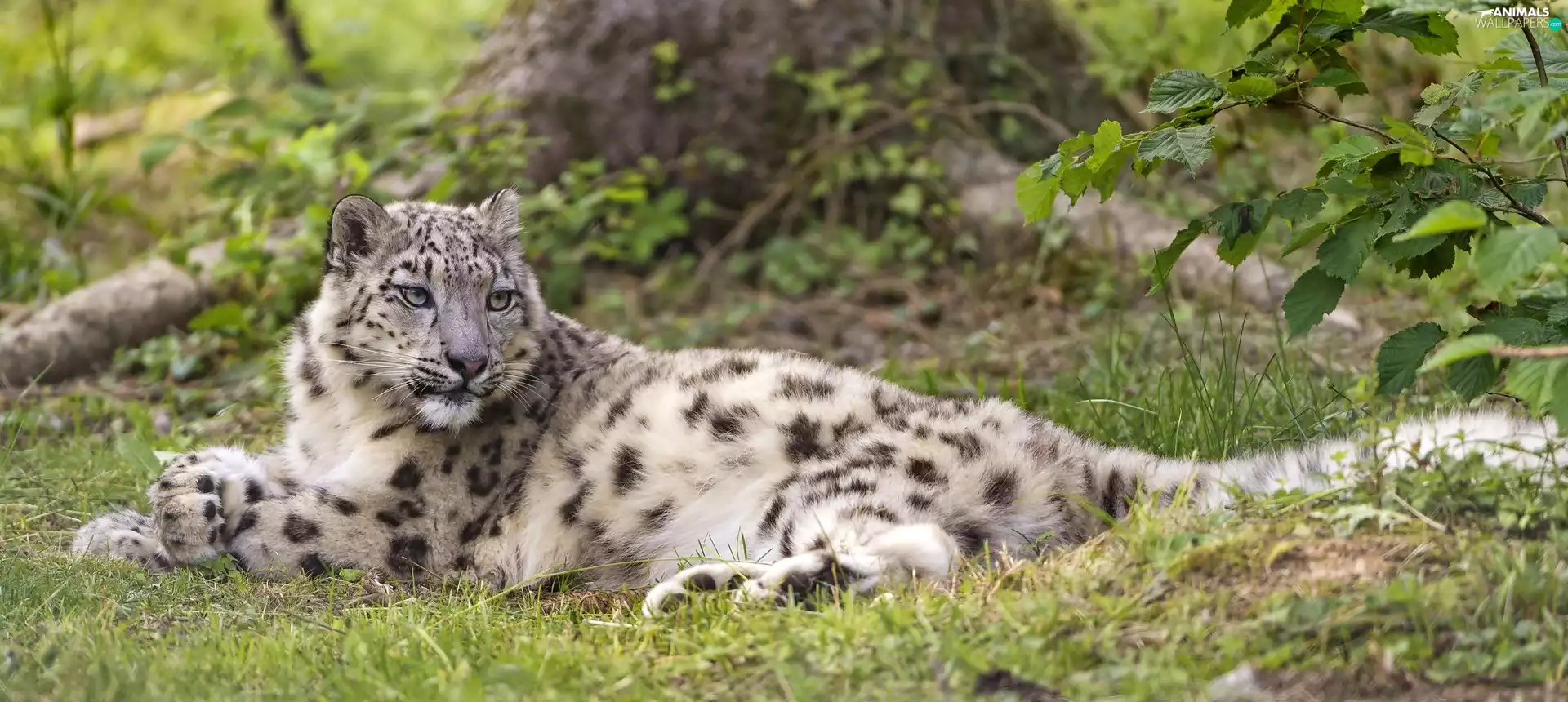 grass, lying, snow leopard