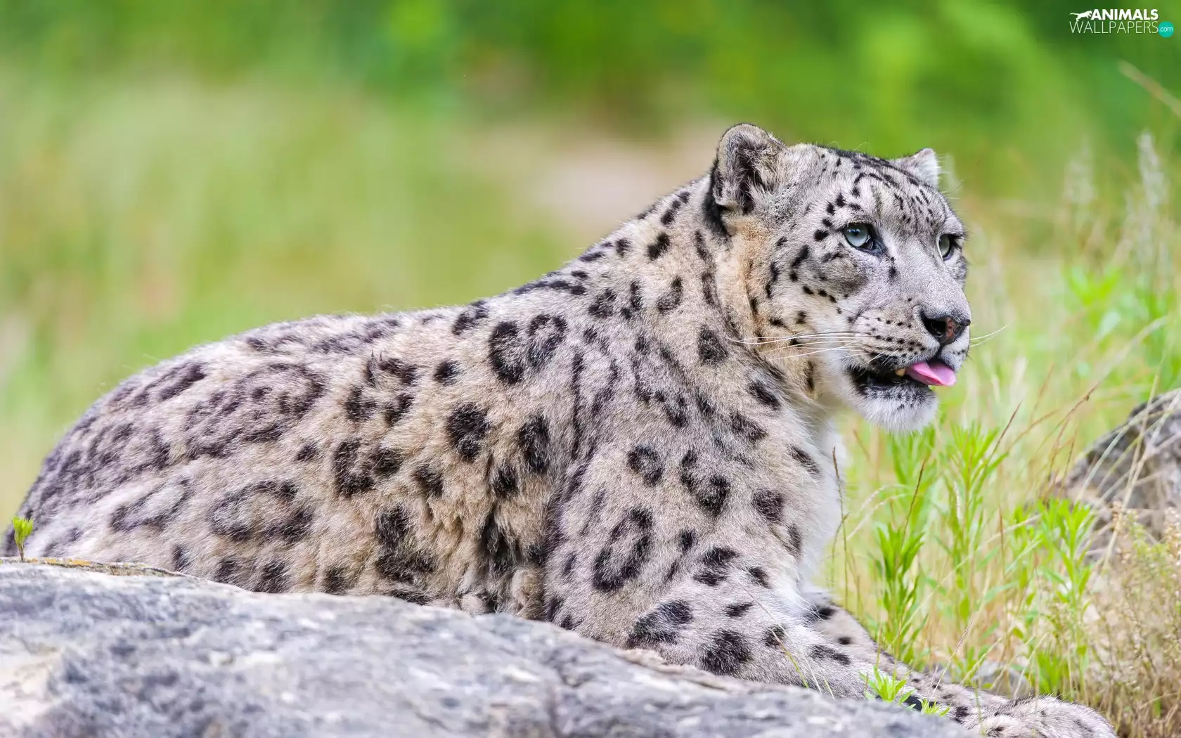 grass, snowy, snow leopard