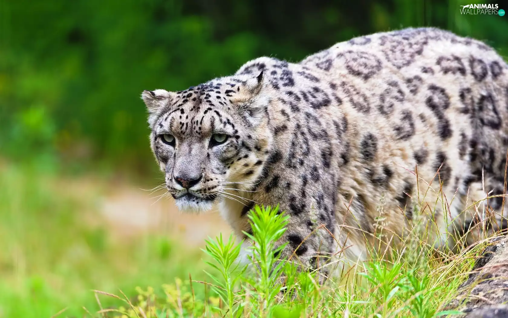 green, snowy, snow leopard
