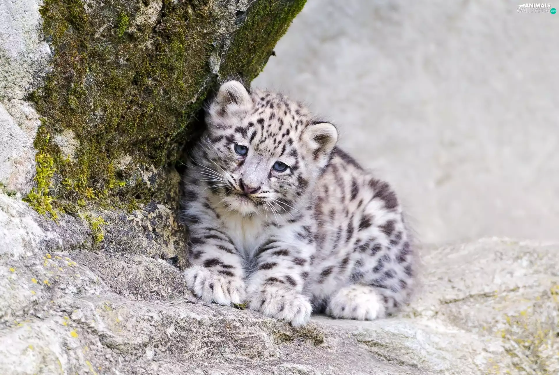 Rocks, Little, snow leopard