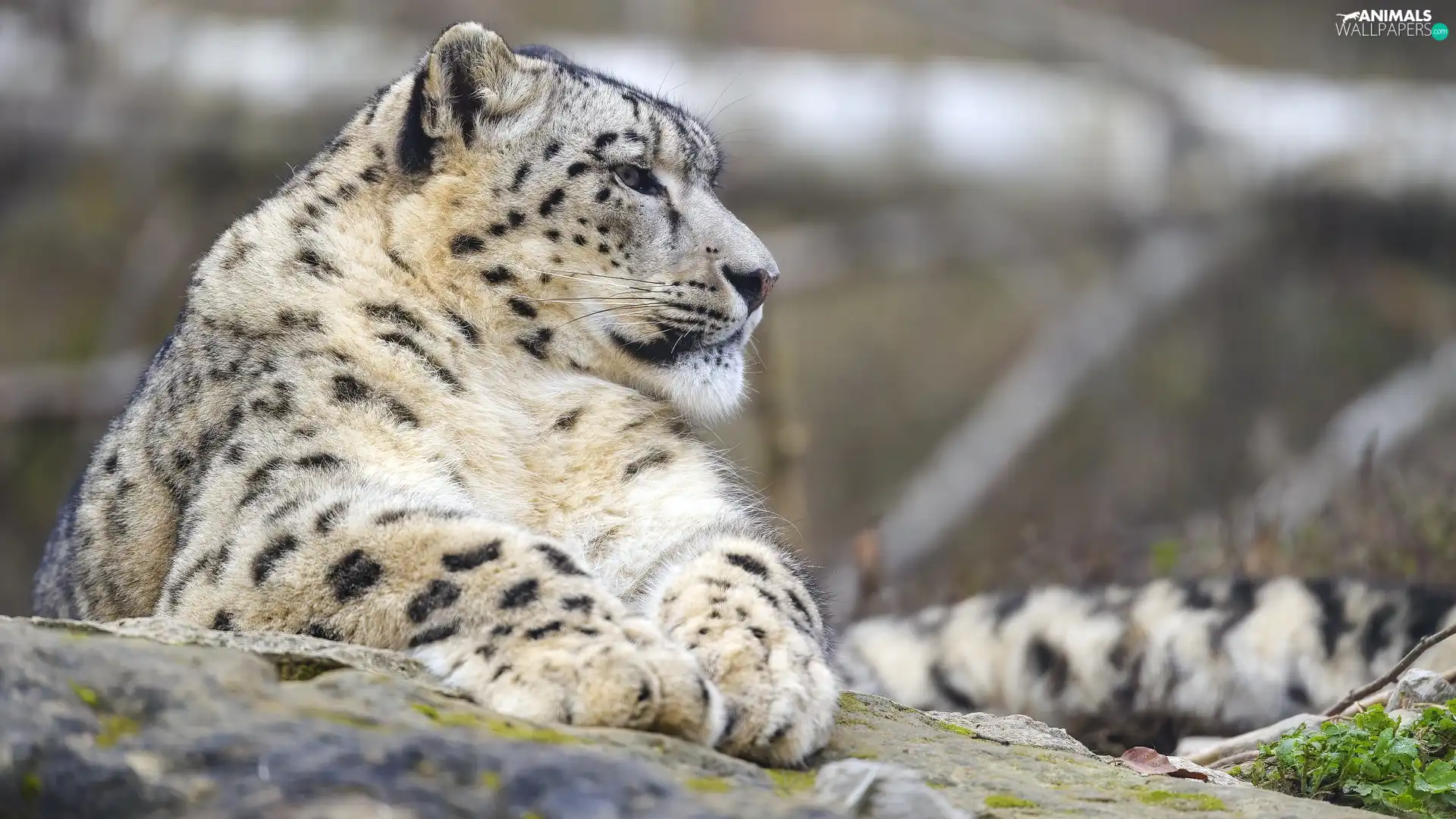 Rocks, lying, snow leopard