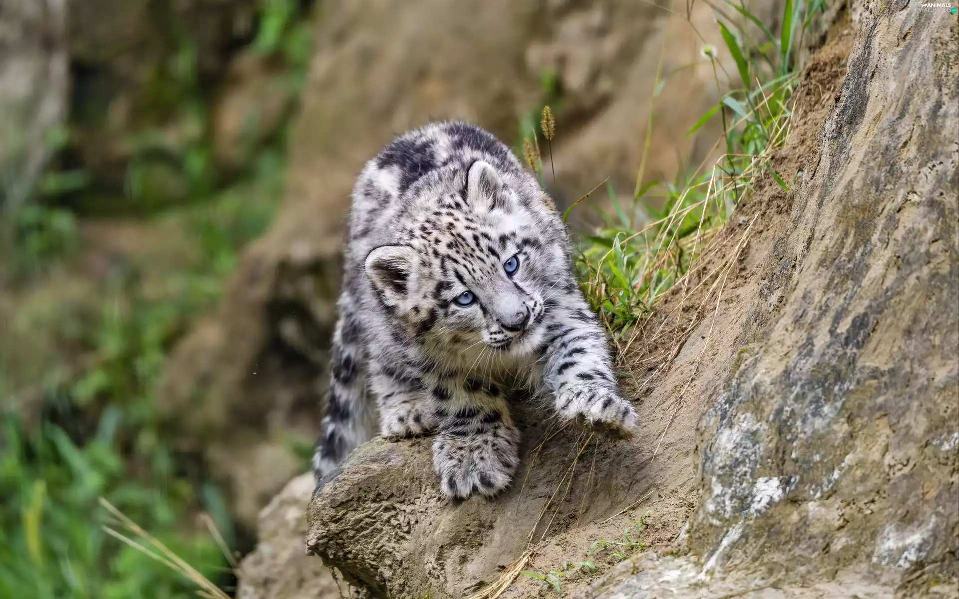 Rocks, young, snow leopard