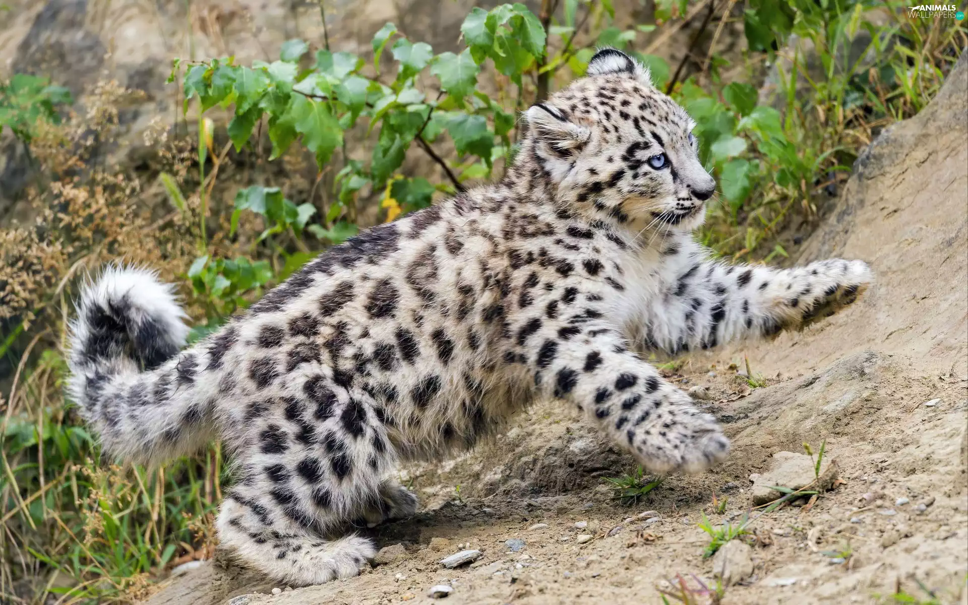 Snow leopard, snow leopard