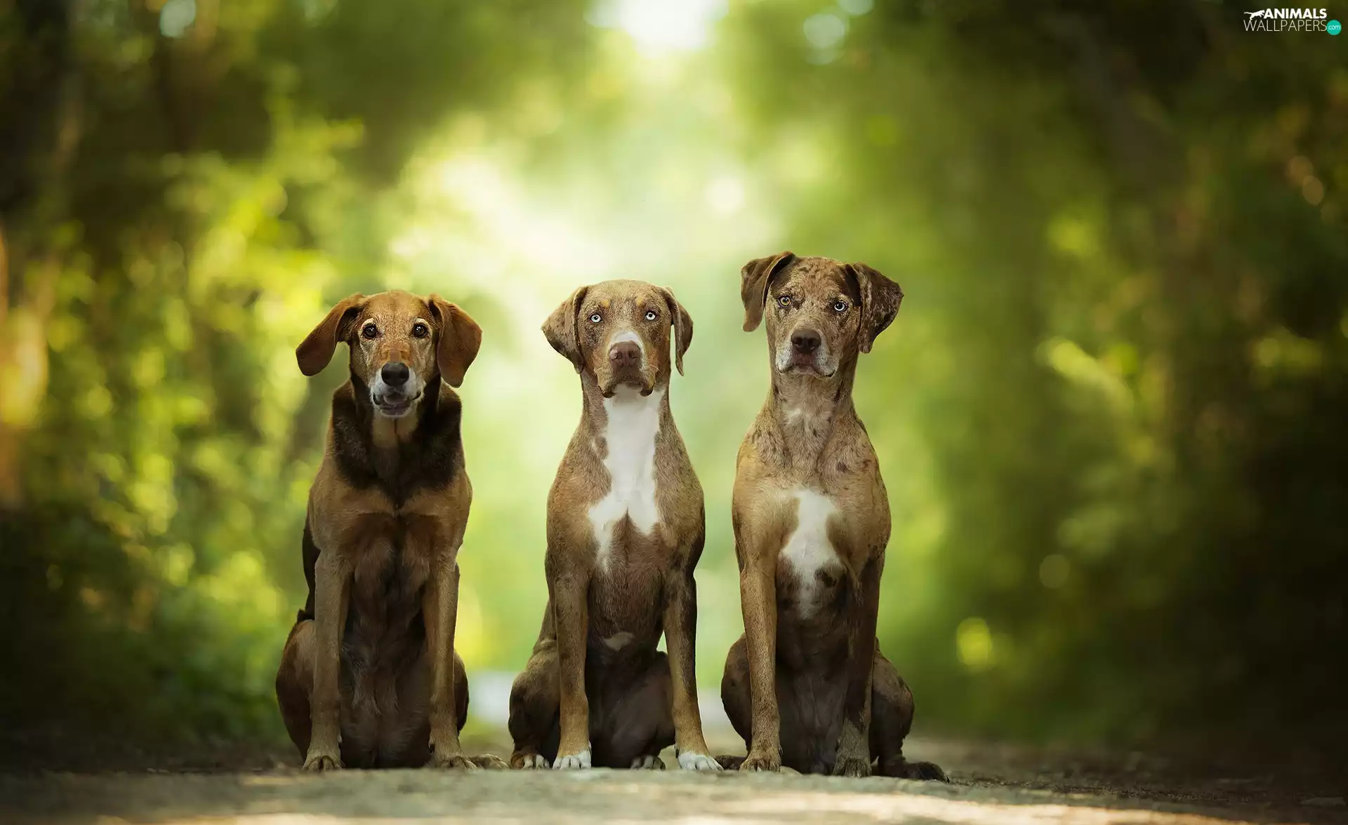 lane, Dogs, Catahoula Leopard Dog, Three