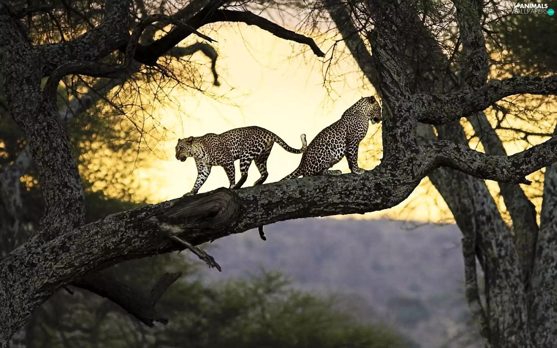 Leopard, trees