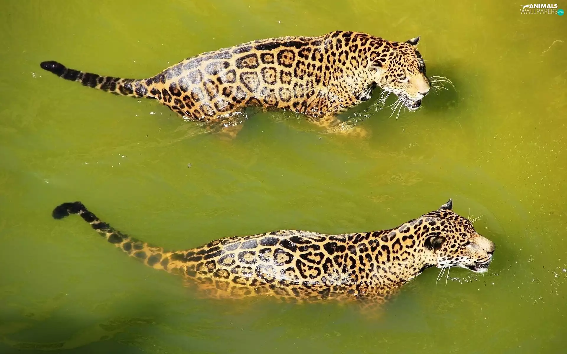 water, Two cars, Leopard