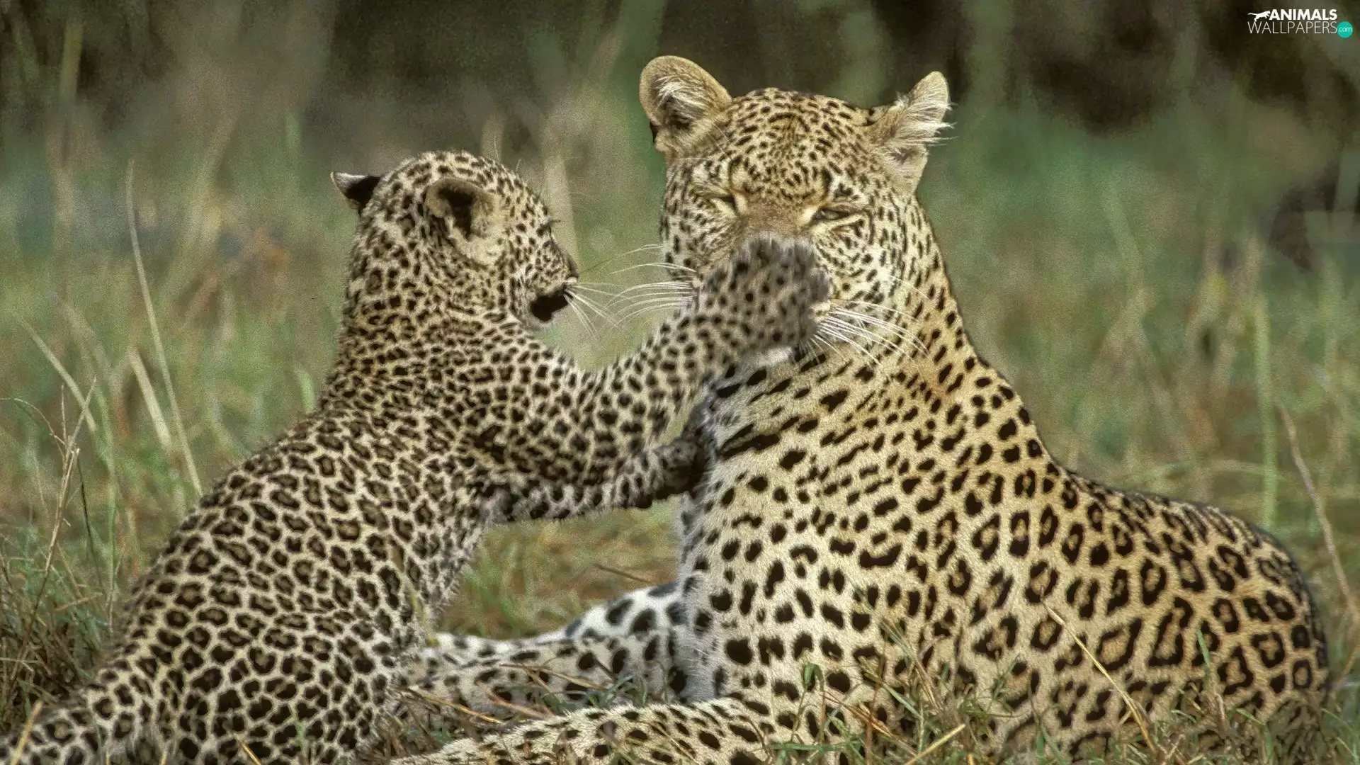 leopardess, young