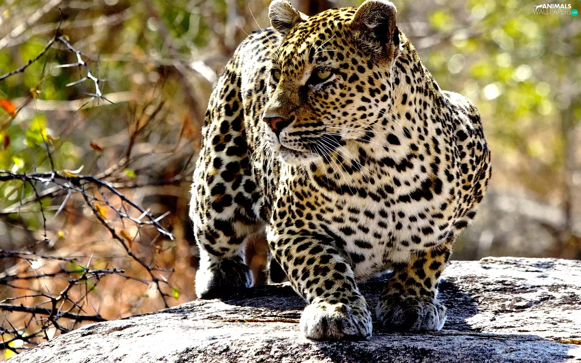 Leopards