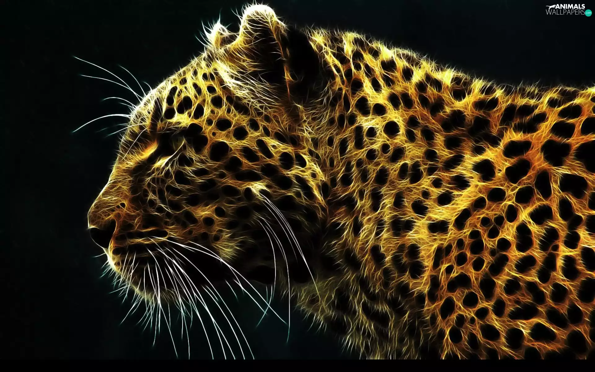 Leopards