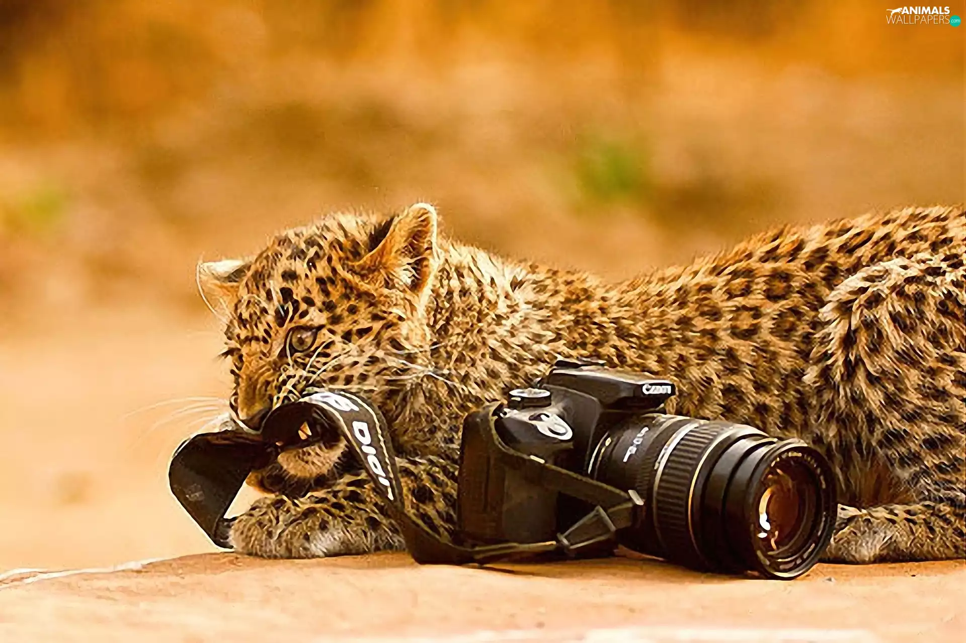 bad, pungent, Belt, Leopards