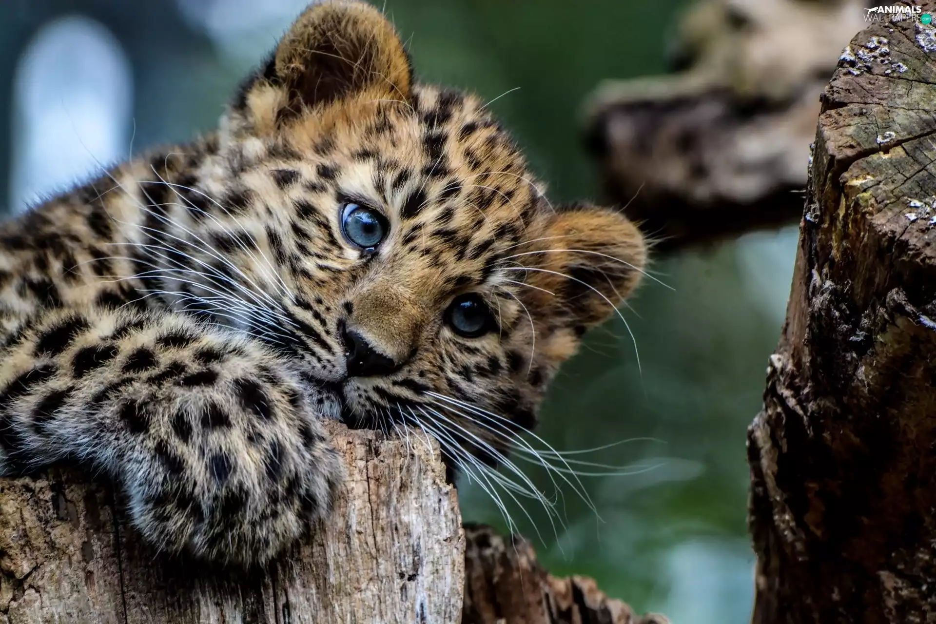 Blue eyes, young, Leopards