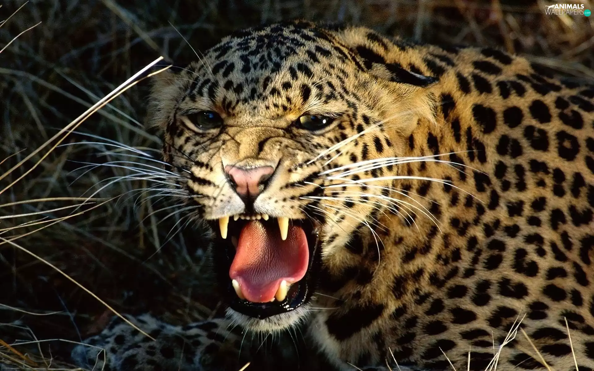 dangerous, canines, spots, Leopards