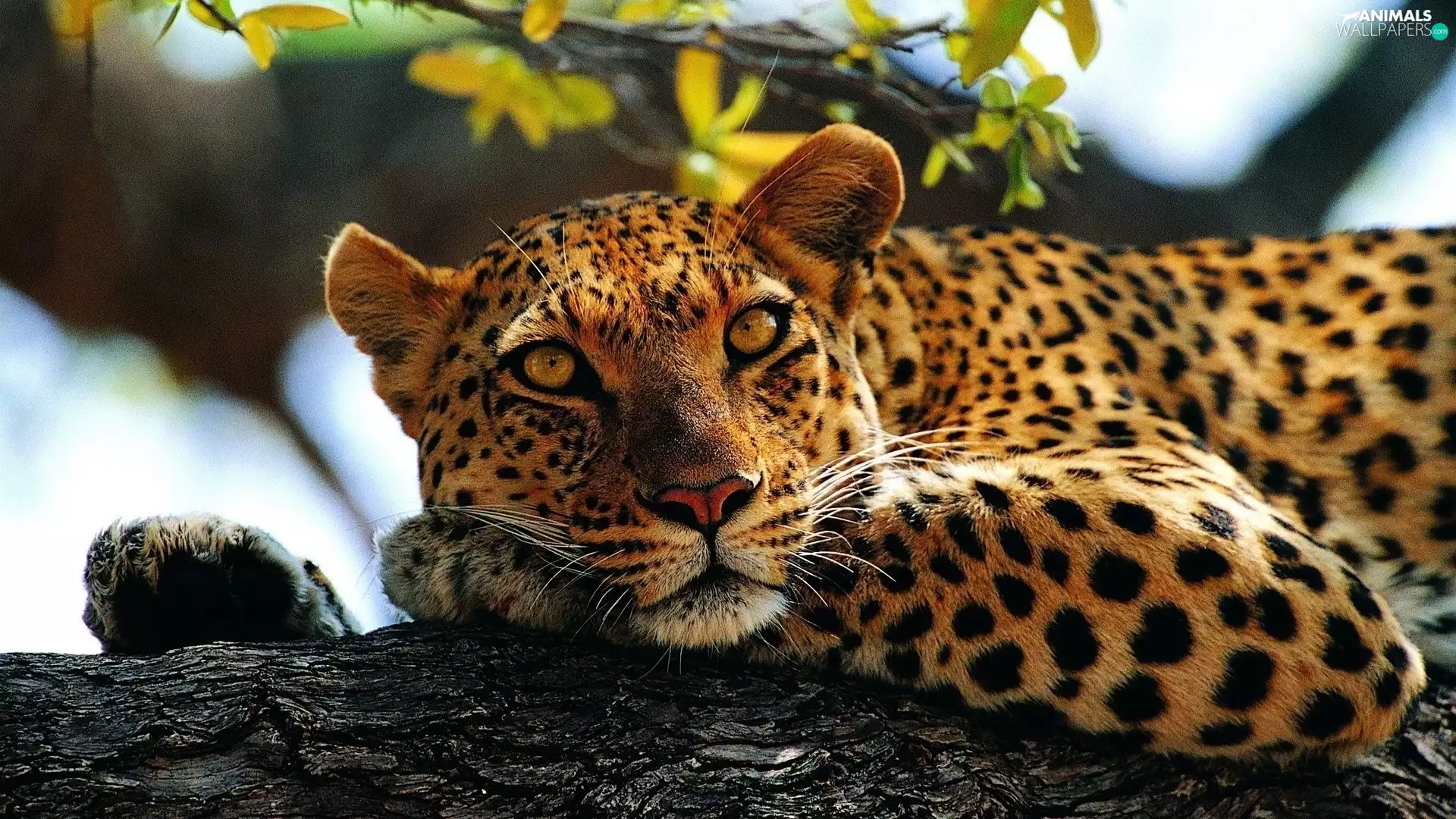 Leopards, Eyes