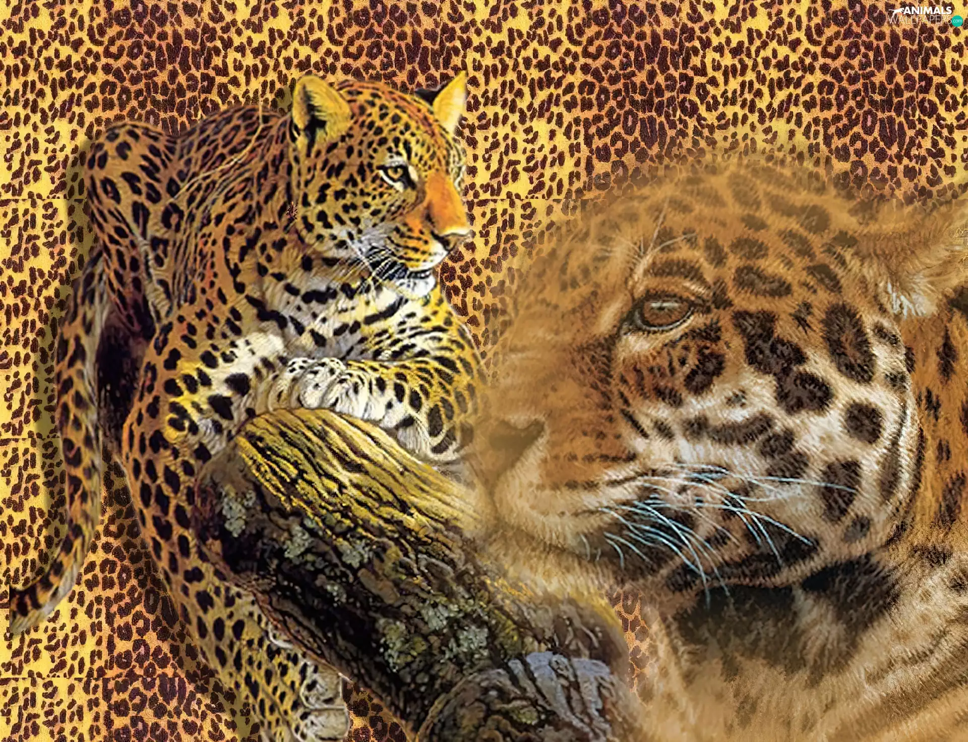 Leopards, graphics