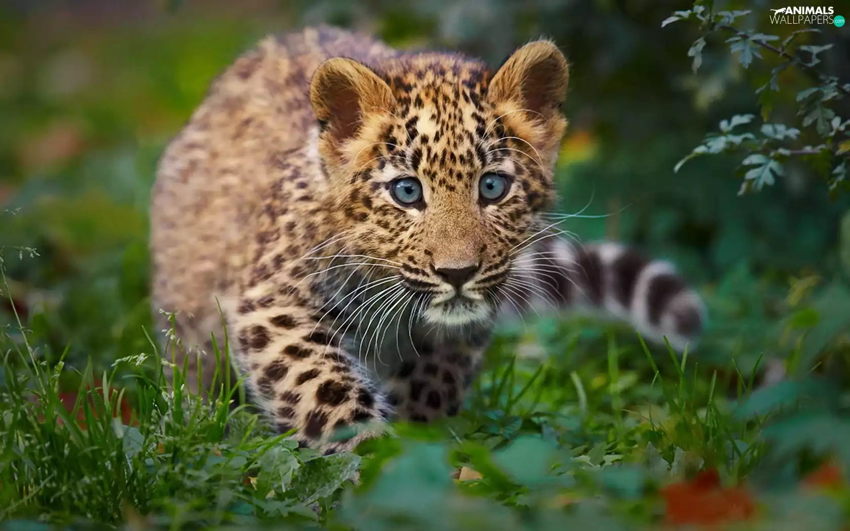 grass, spots, Eyes, Leopards