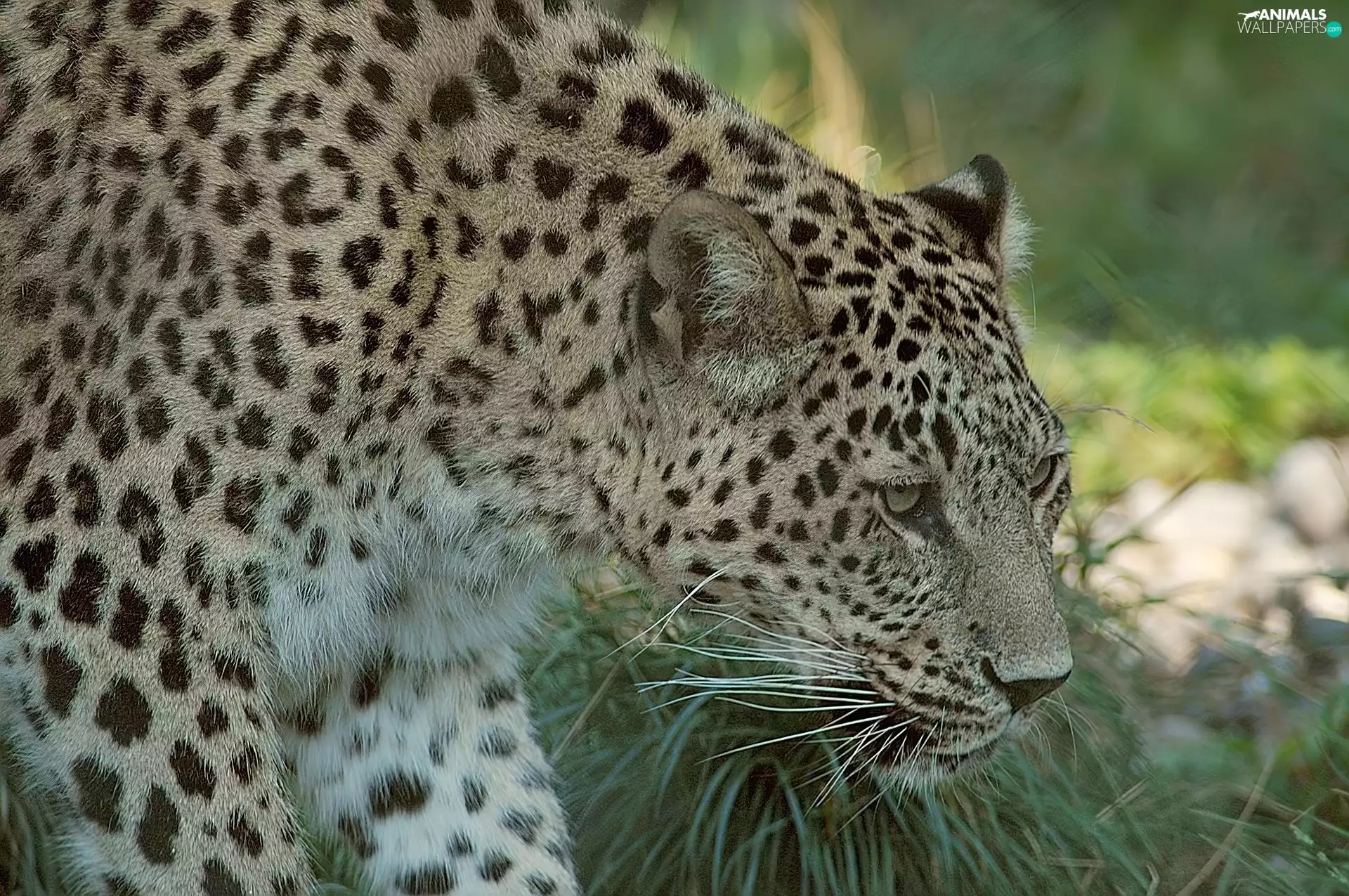 Leopards, grass