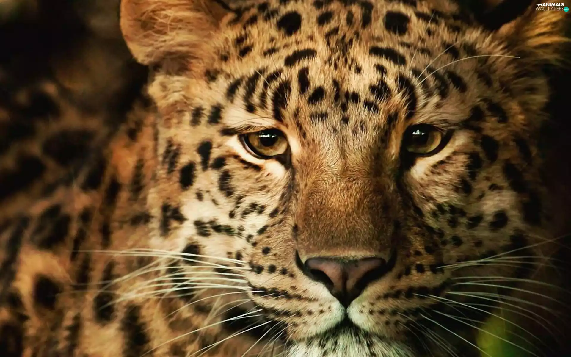 Leopards, Head