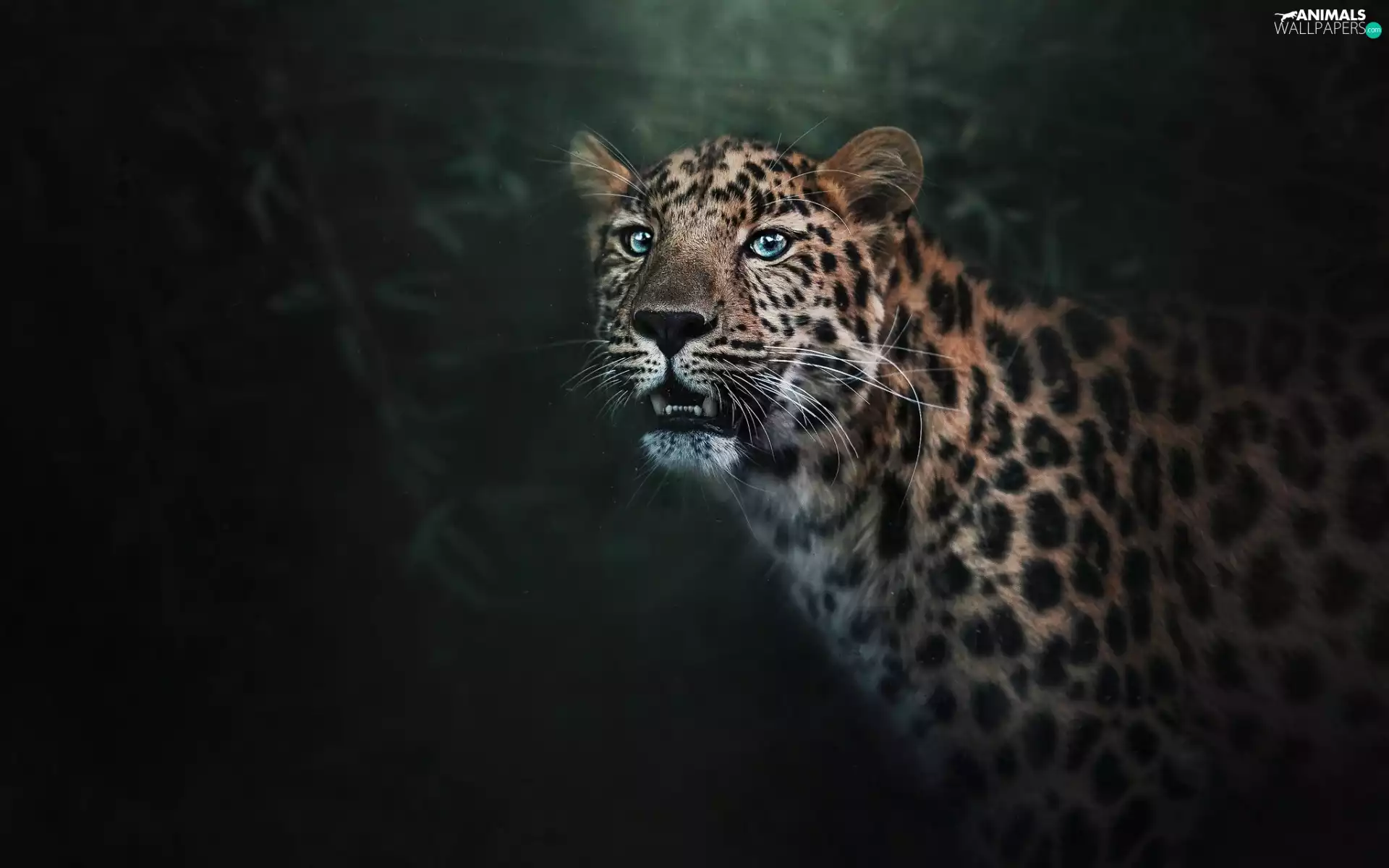 Leopard, fuzzy, background, Leopards