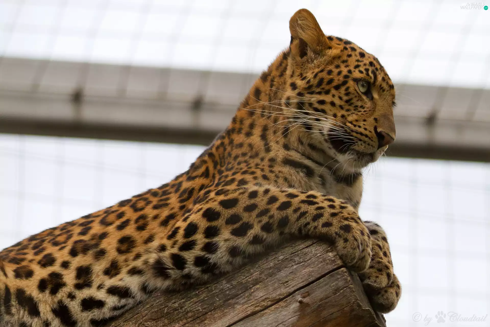Leopards, log