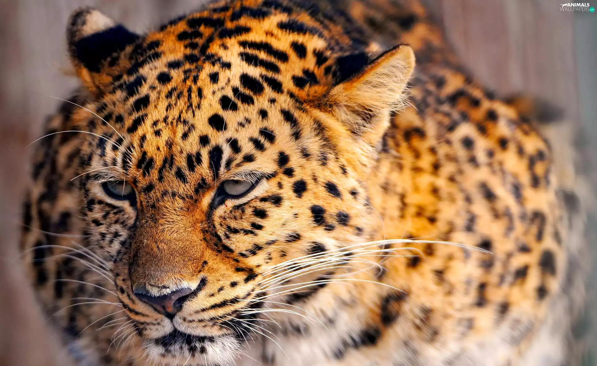 Leopards, The look