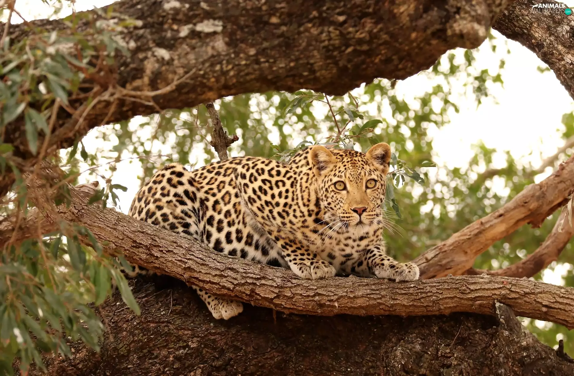 lurking, branches, trees, Leopards