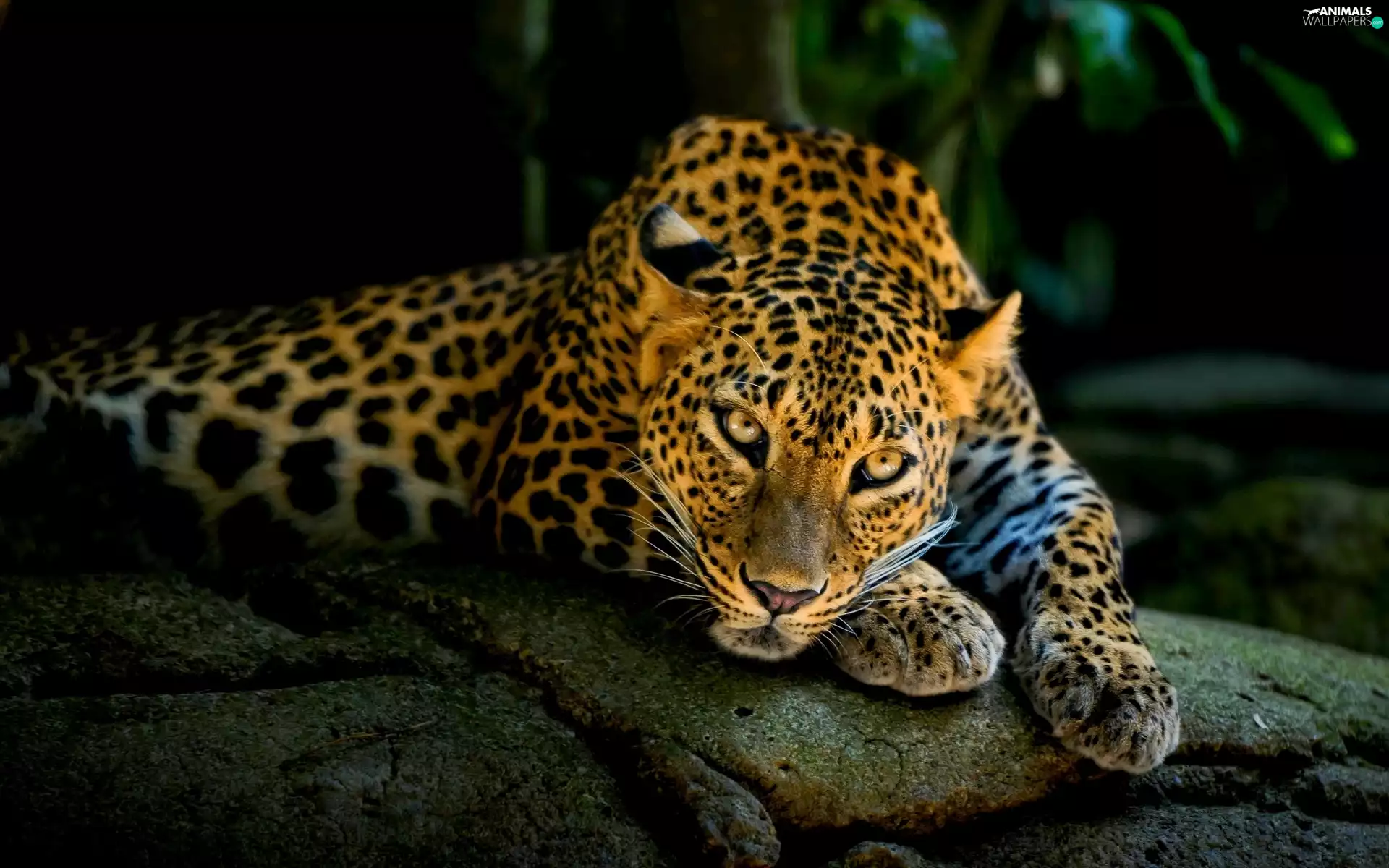 Leopards, resting