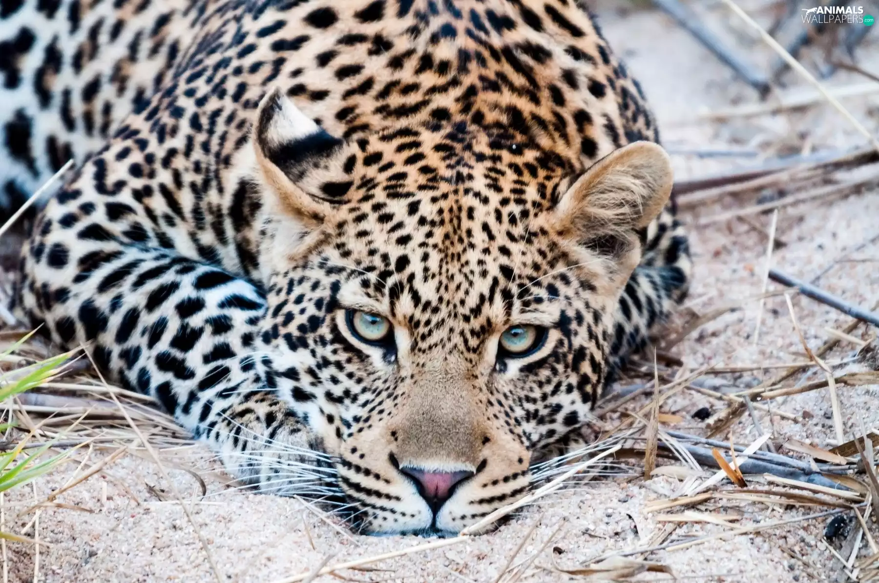 Leopards, Sand