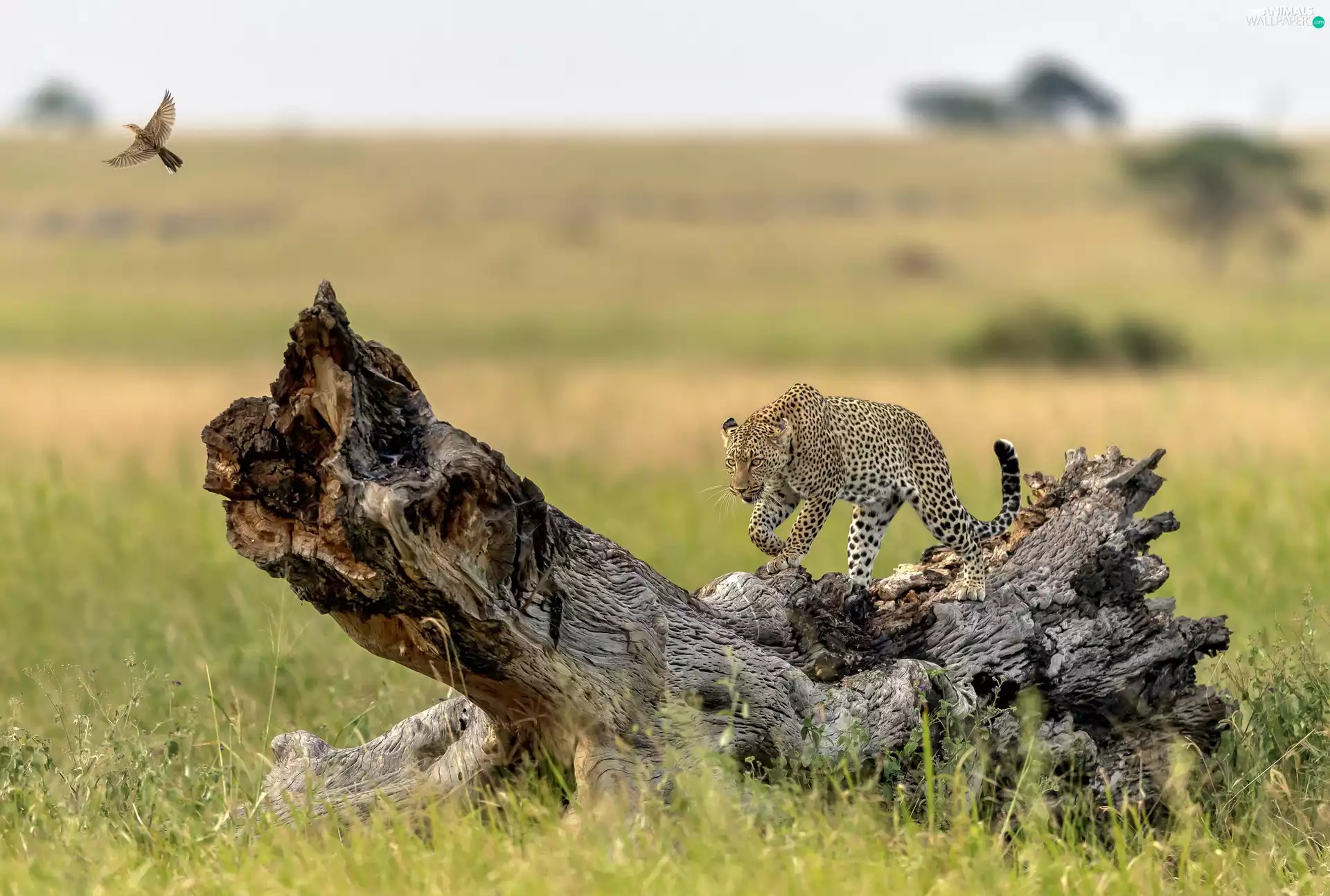 savanna, trees, Bird, Leopards