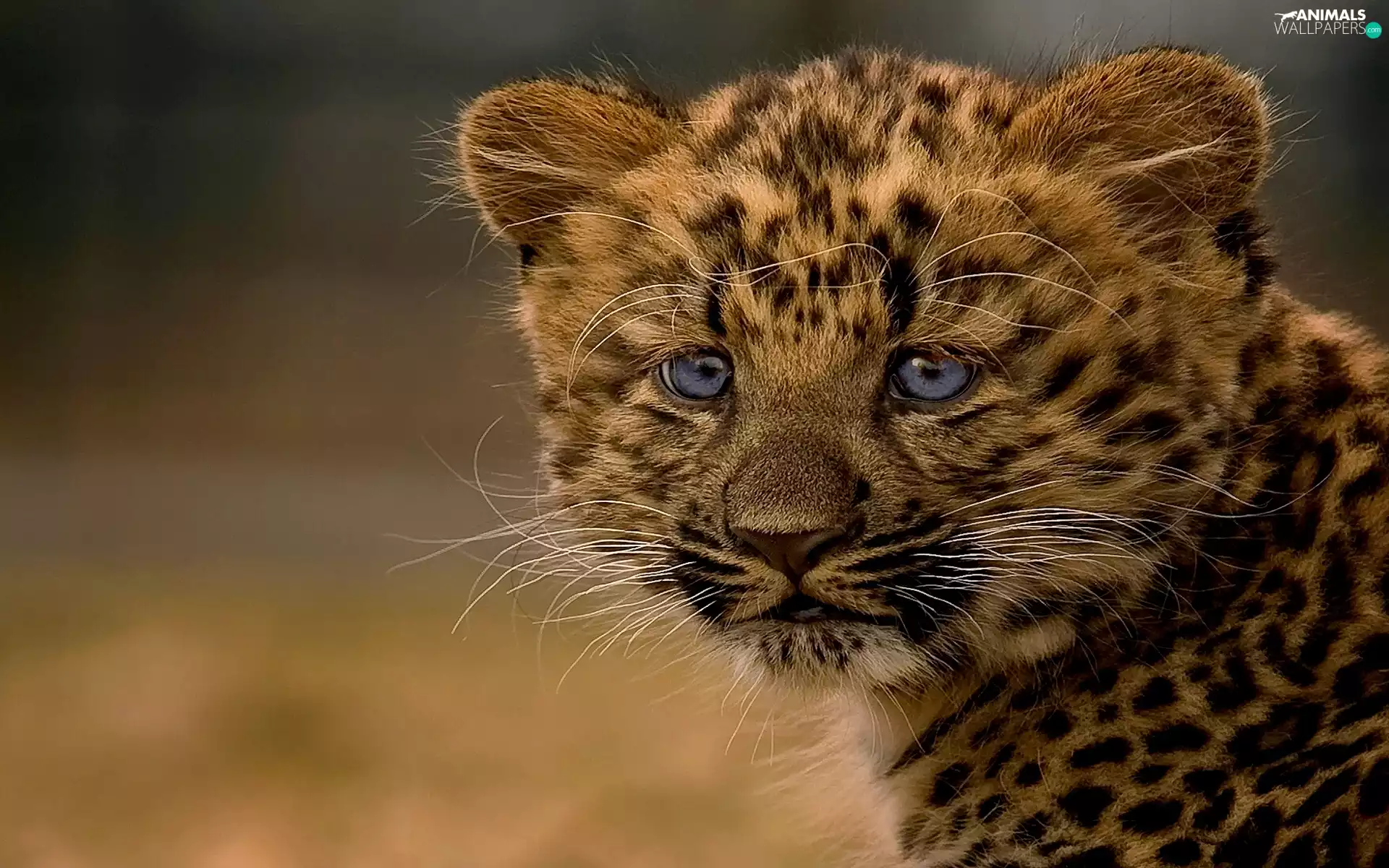 small, Blue, Eyes, Leopards