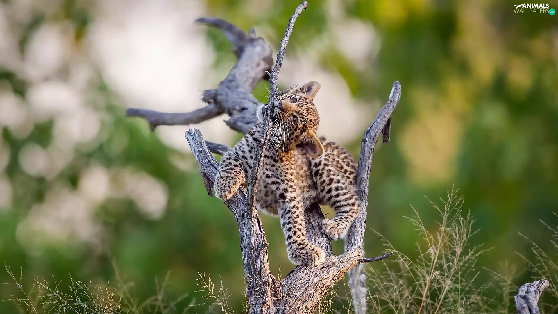 small, branch, trees, Leopards