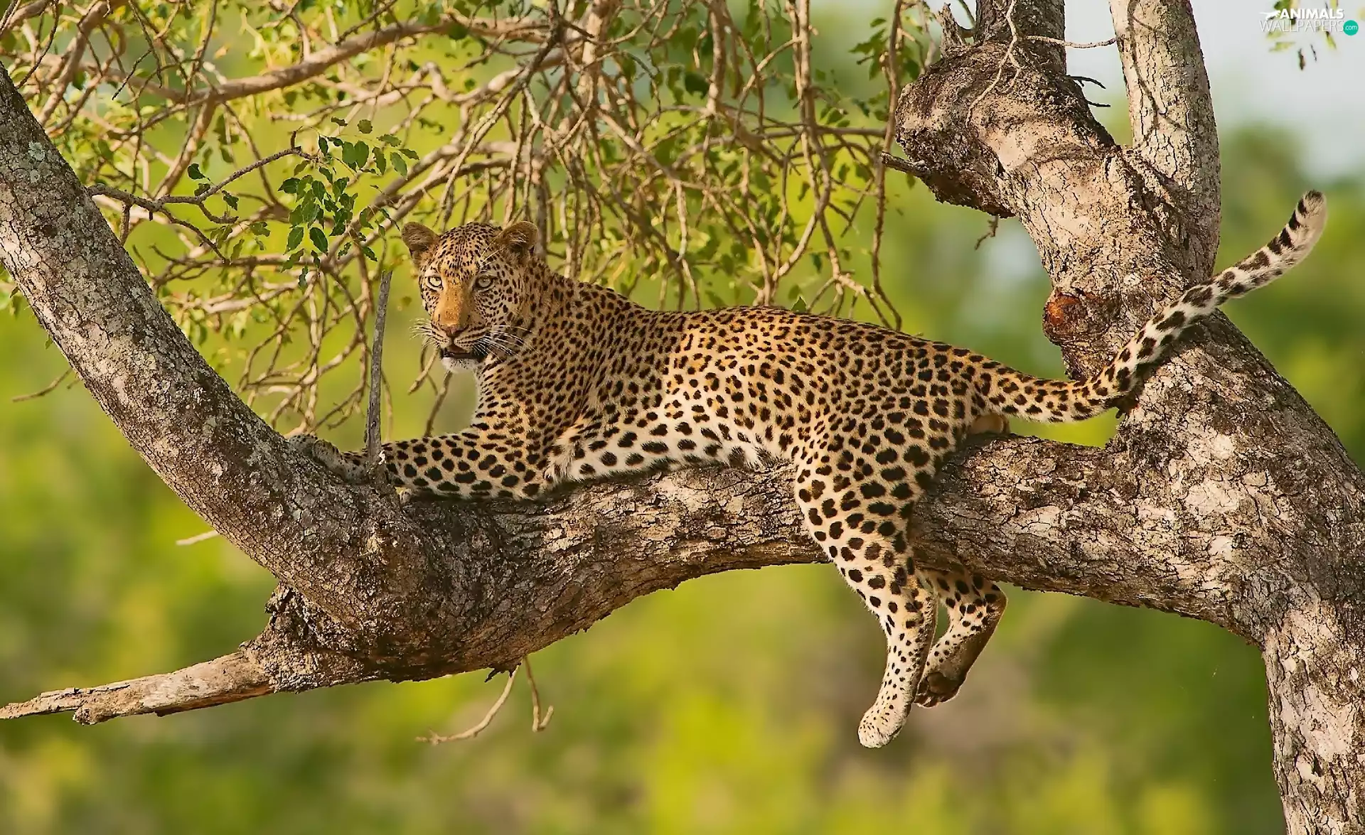 Leopards, trees