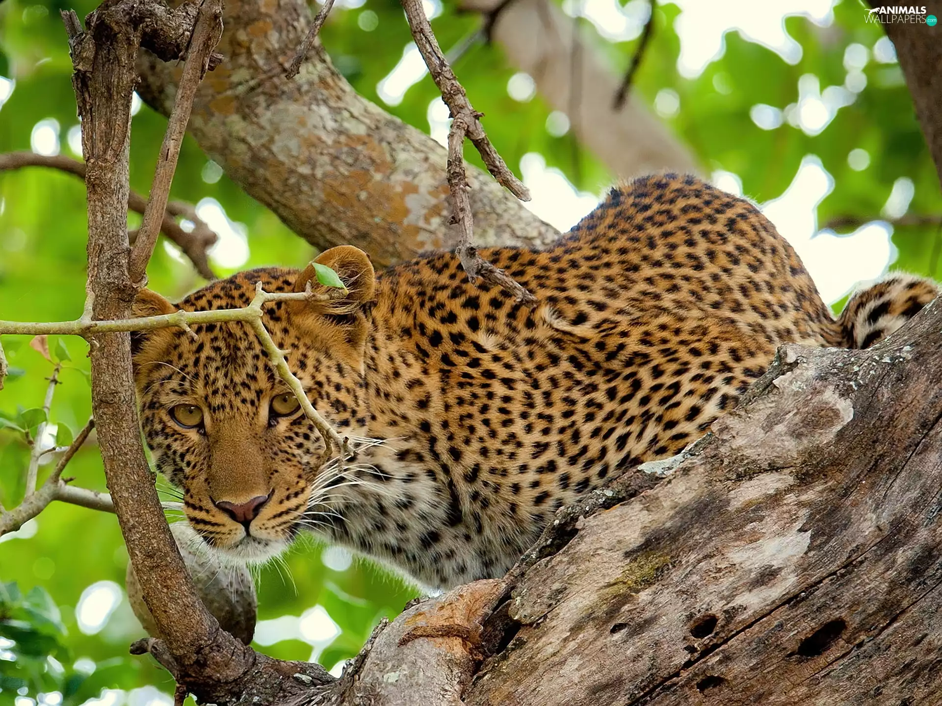 Leopards, trees