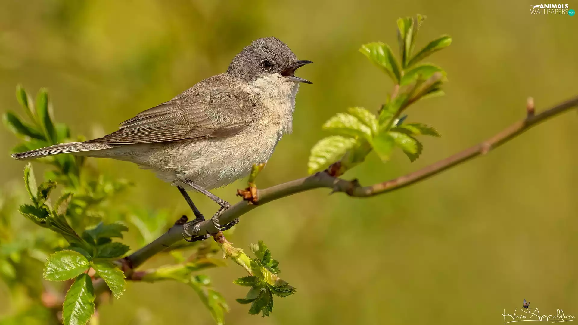 green ones, leaves, Lesser Whitethroat, twig, Bird