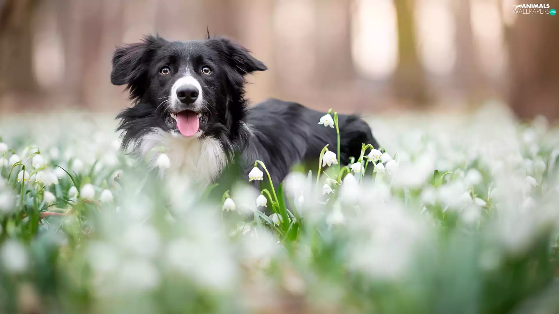 muzzle, dog, Flowers, Leucojum, Meadow, Border Collie