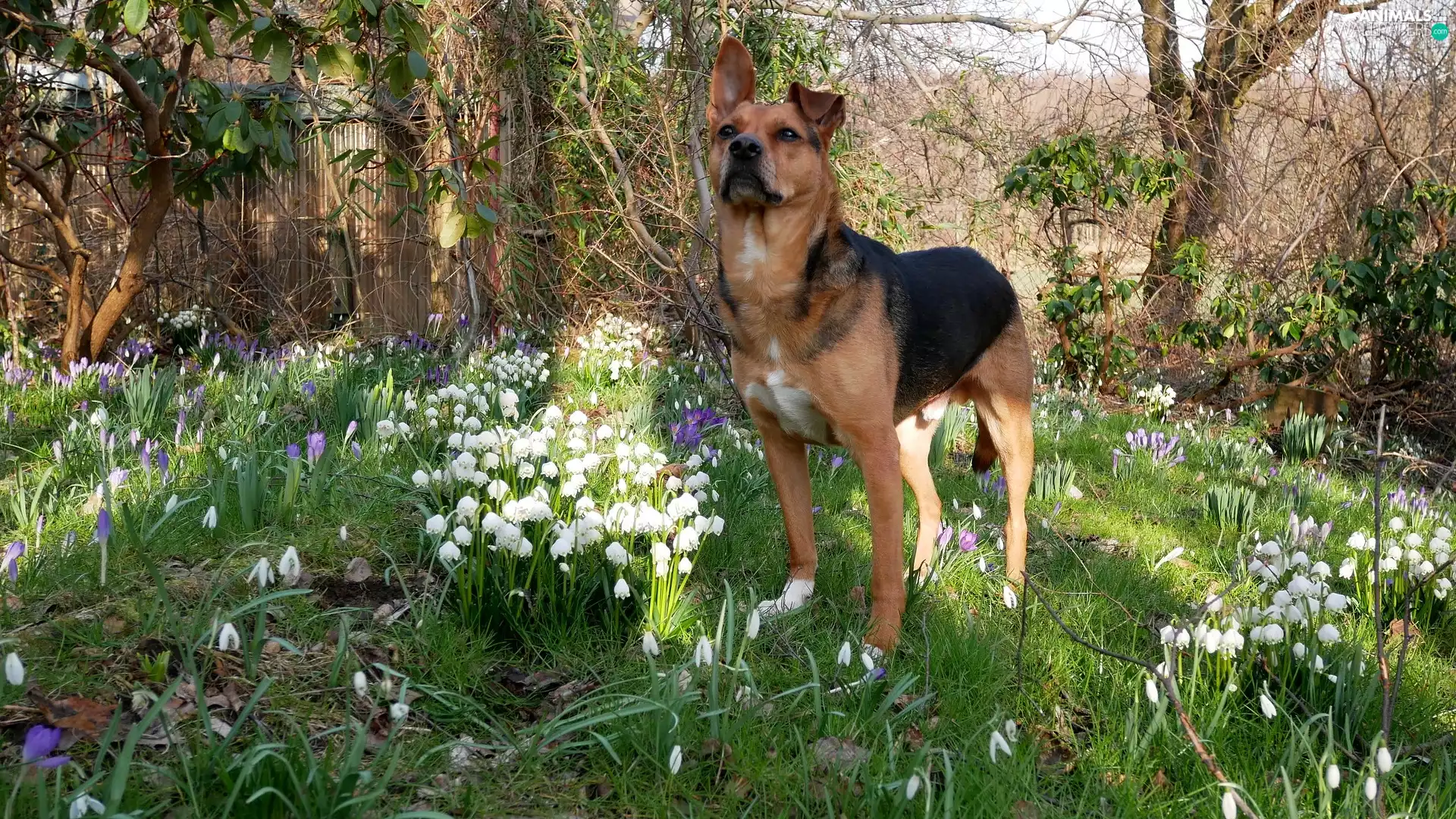 Flowers, Leucojum, trees, viewes, dog