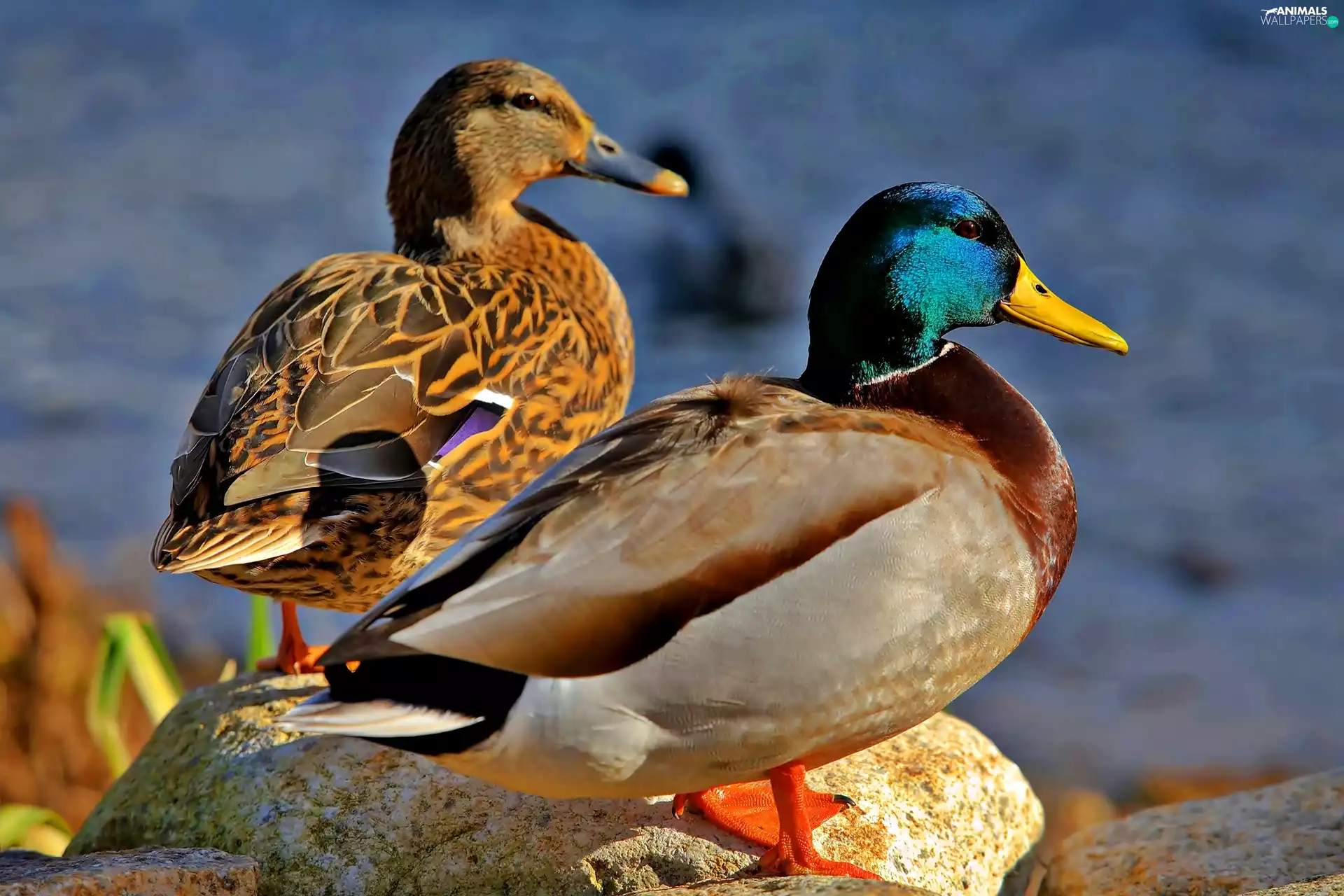 ligh, Crosswords, lake, flash, Stones, ducks, Steam, luminosity, sun, Przebijające