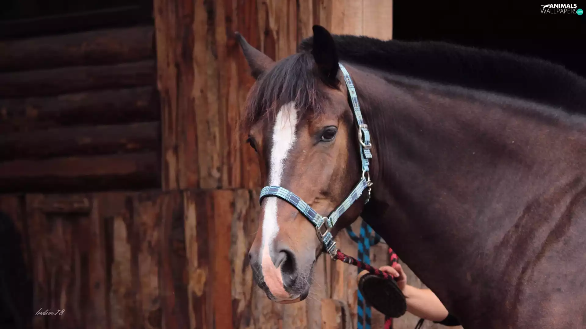 Horse, Light Grey, portrait, Mare