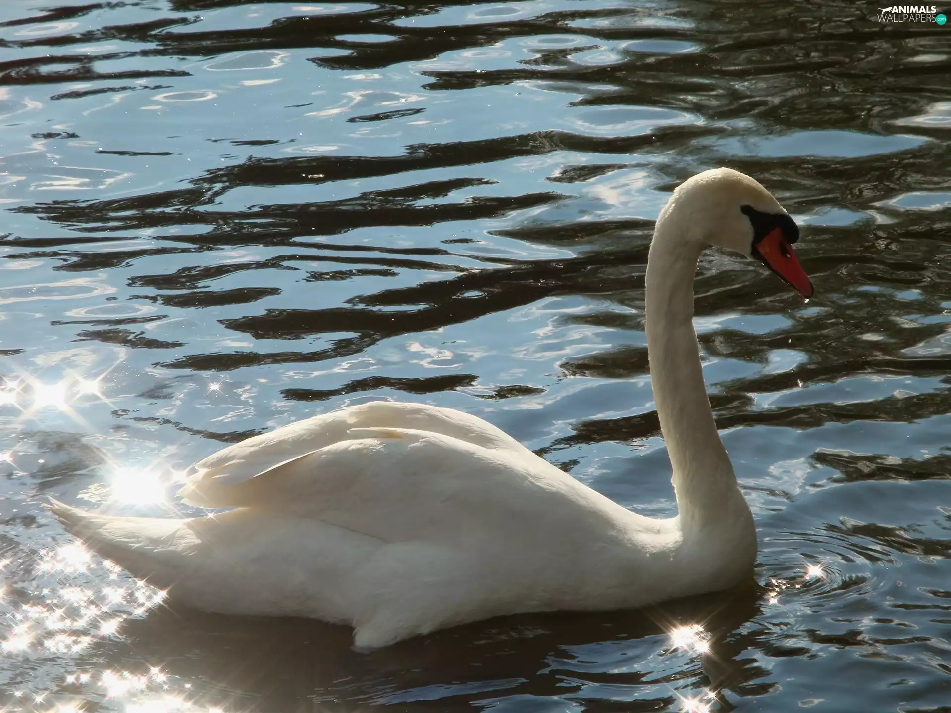 reflections, light, Swans, water, White