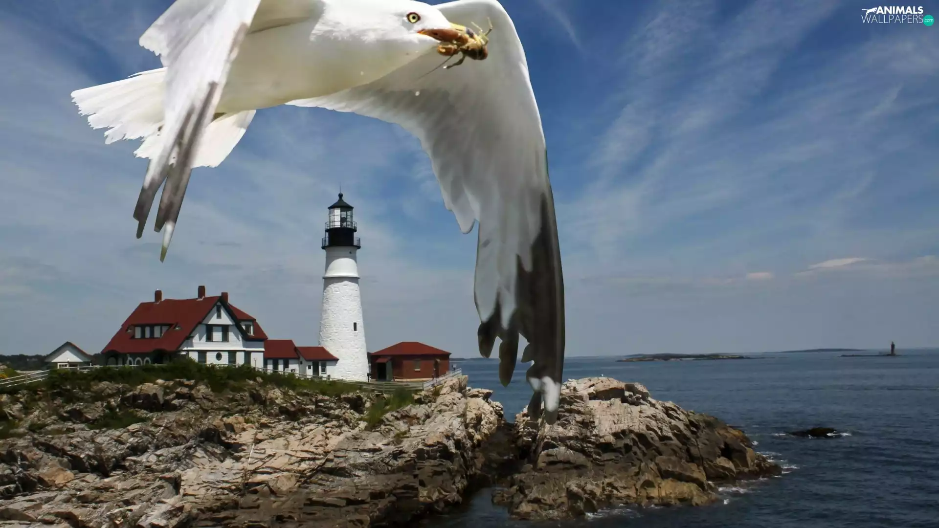 Lighthouses, seagull