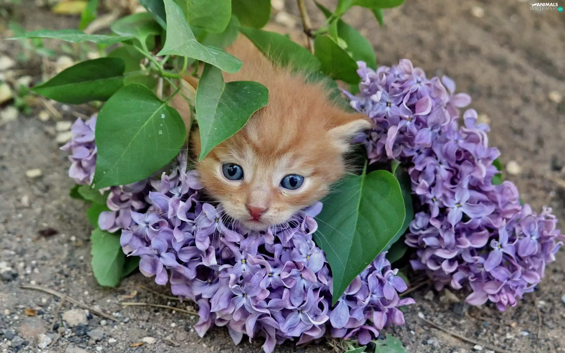 Flowers, lilac, young, kitten, ginger
