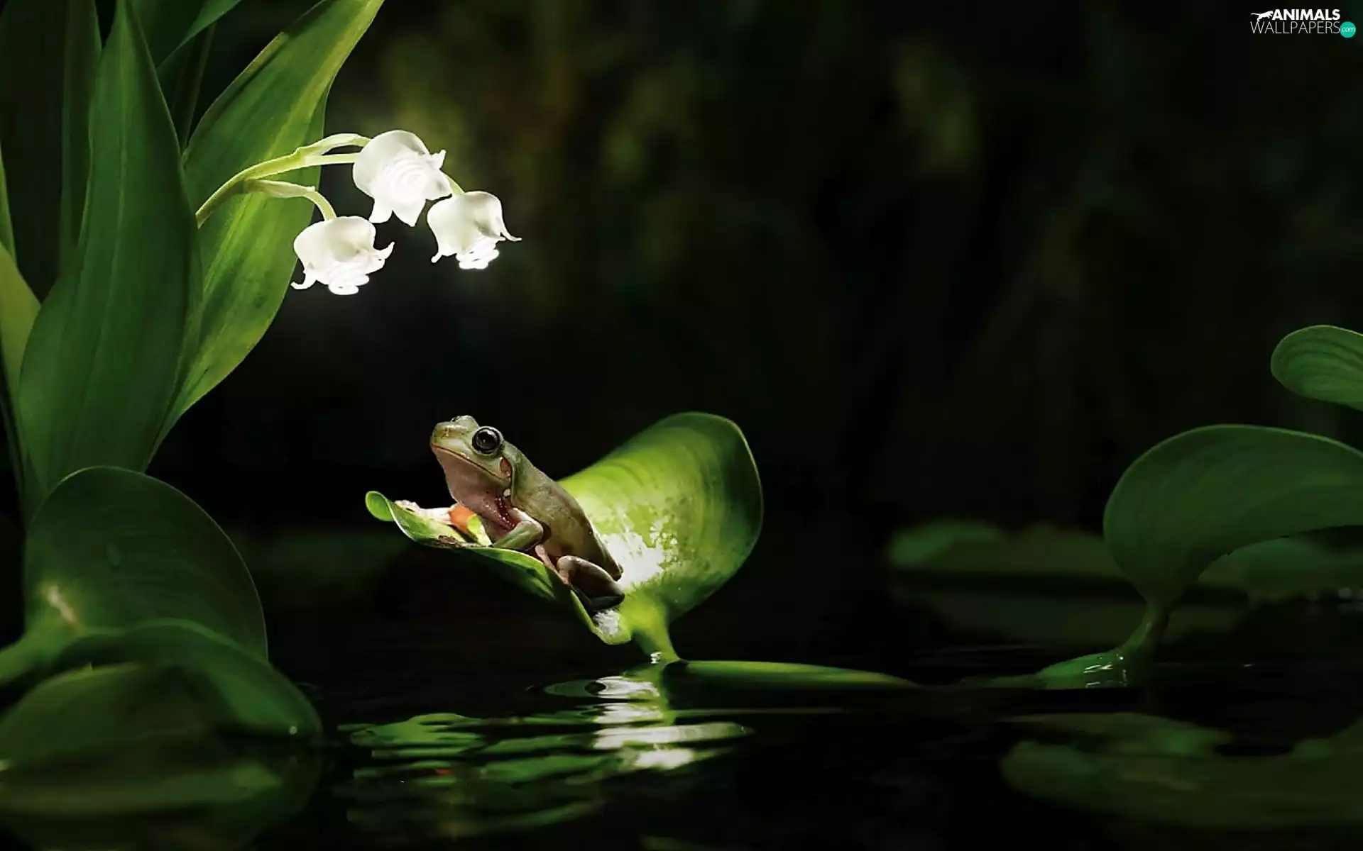 Leaf, strange frog, lilies