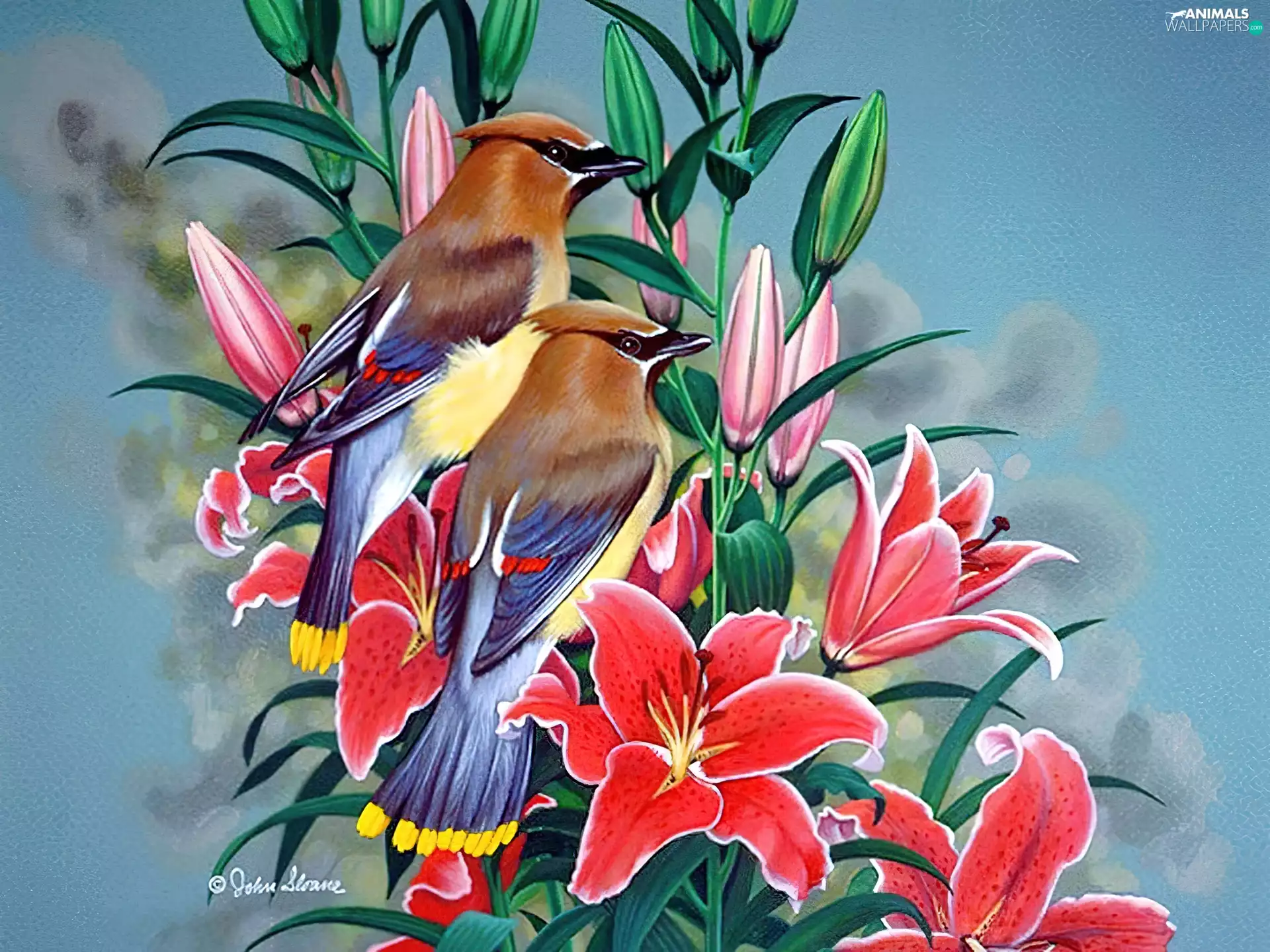 Red, color, birds, lilies