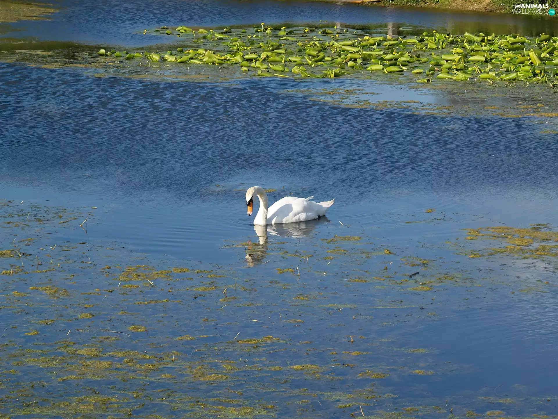 lilies, Swans, water