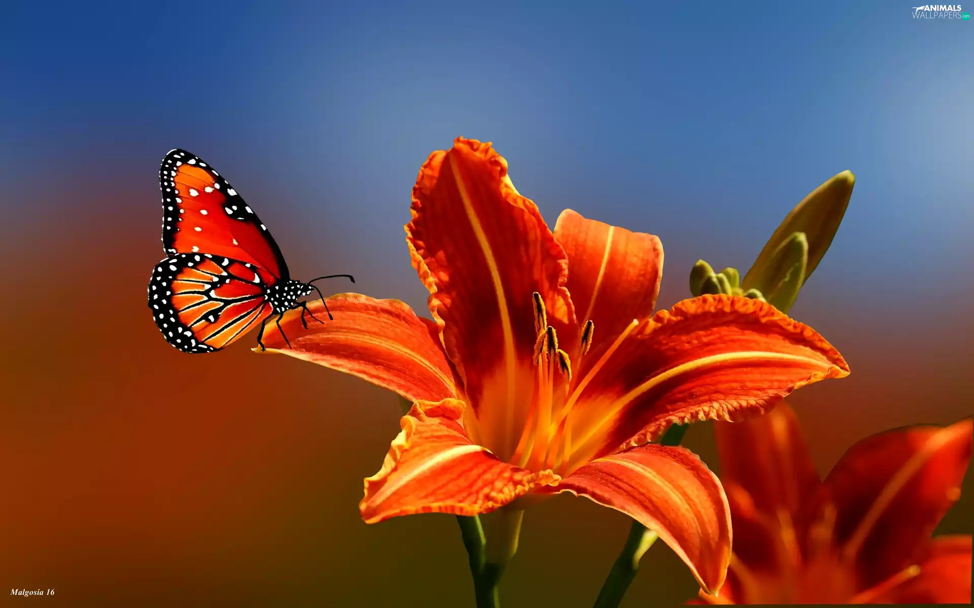 lily, butterfly, Orange