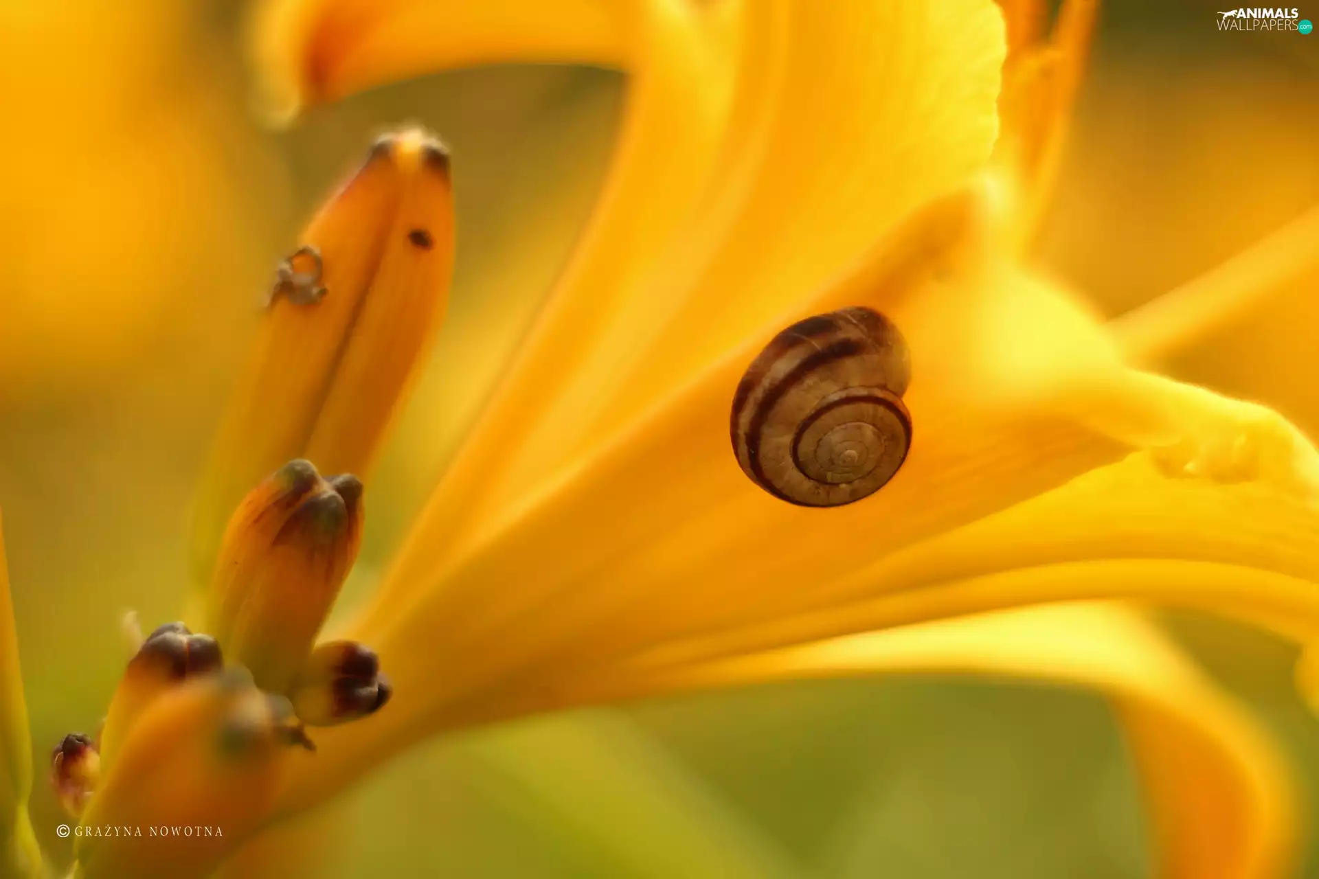 snail, Yellow Honda, Lily
