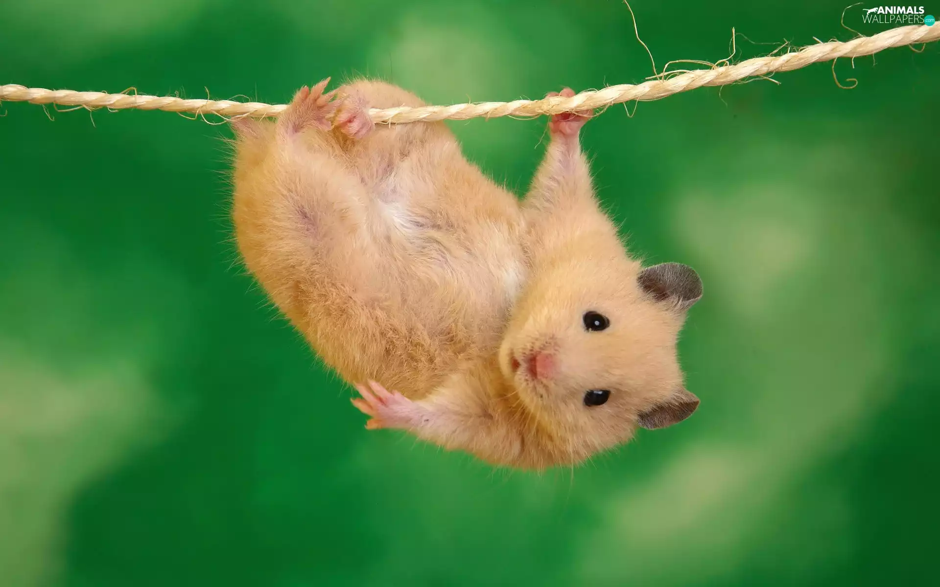line, hamster, acrobat