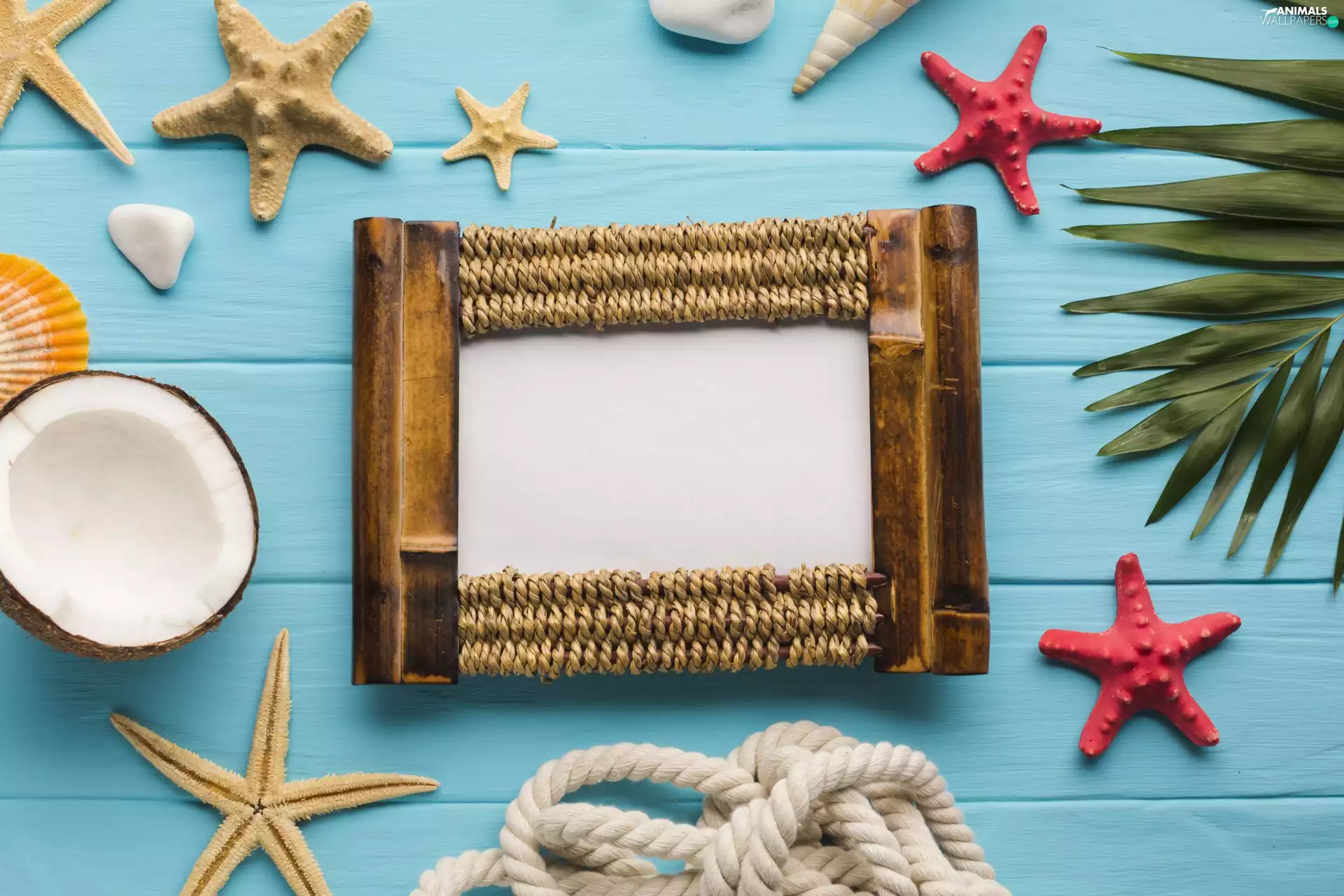 Coconut, starfish, leaf, line, frame, Shells
