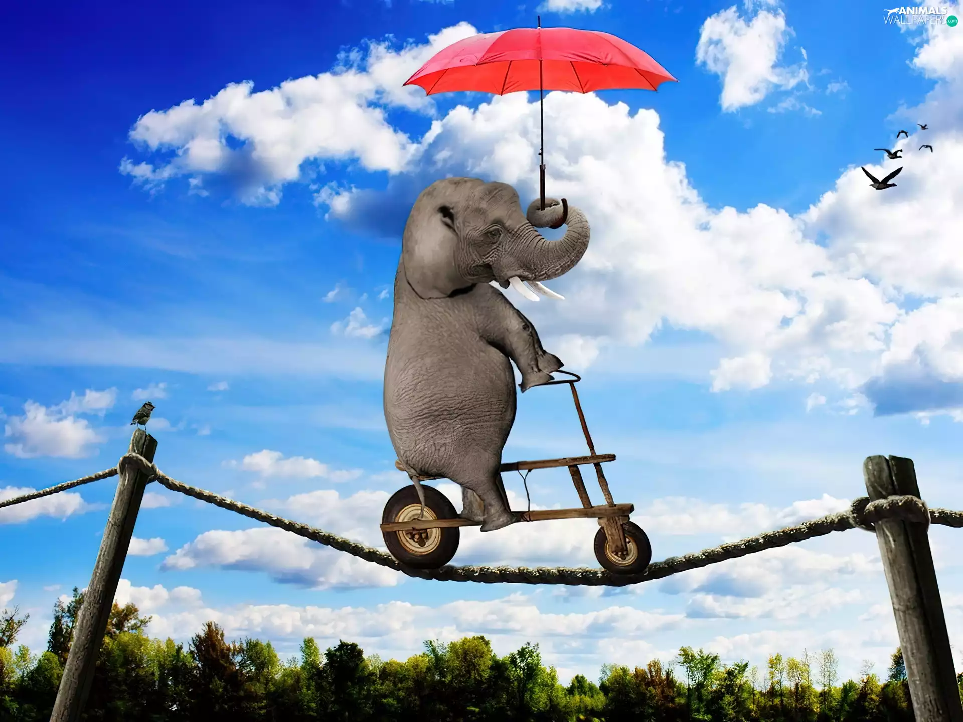 line, Elephant, umbrella